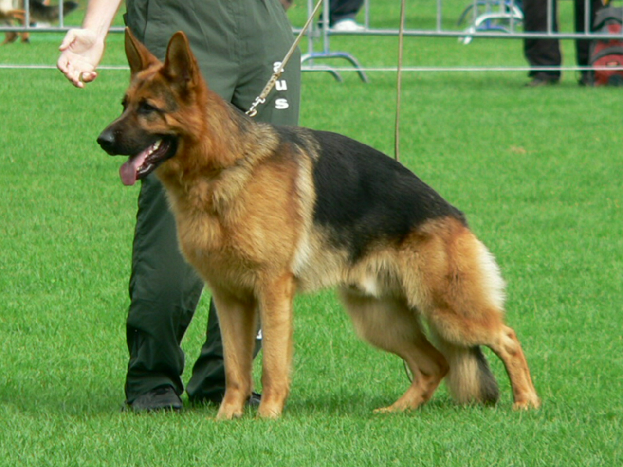 Ayk aus Mecklenburg - BSZS 2009 (18 Monate alt)